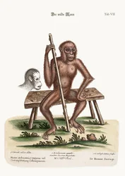 Der Mann des Waldes, 1749-73